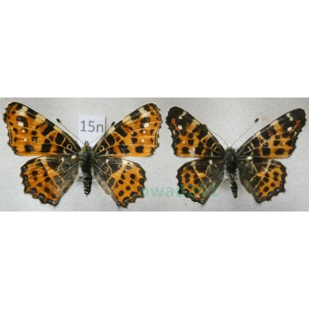 Araschnia levana (Linnaeus, 1758) pair form Rusałka kratkowiec Poland15n